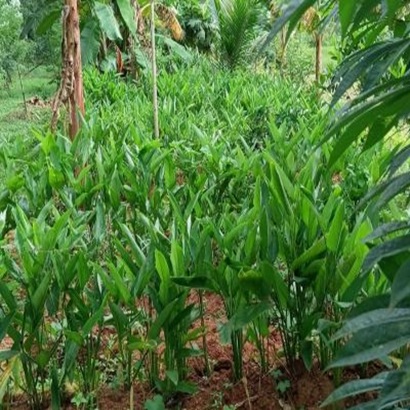 Maranta arundinacea plant cultivated organically
