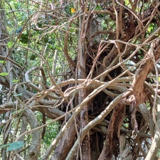Sacred Groves (Kaavu) preserving biodiversity