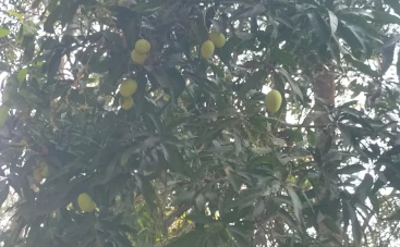 Trees supporting biodiversity in organic farm
