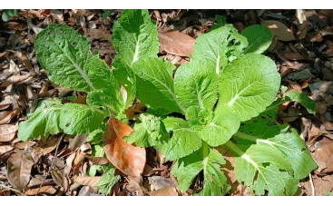 Organic vegetable cultivation at Sun Green Farms