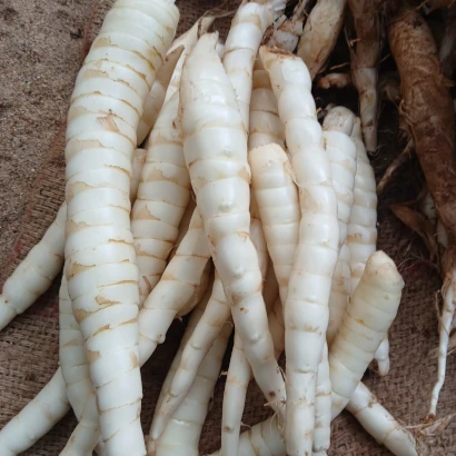 Arrowroot