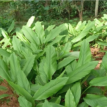 Fresh turmeric rhizomes