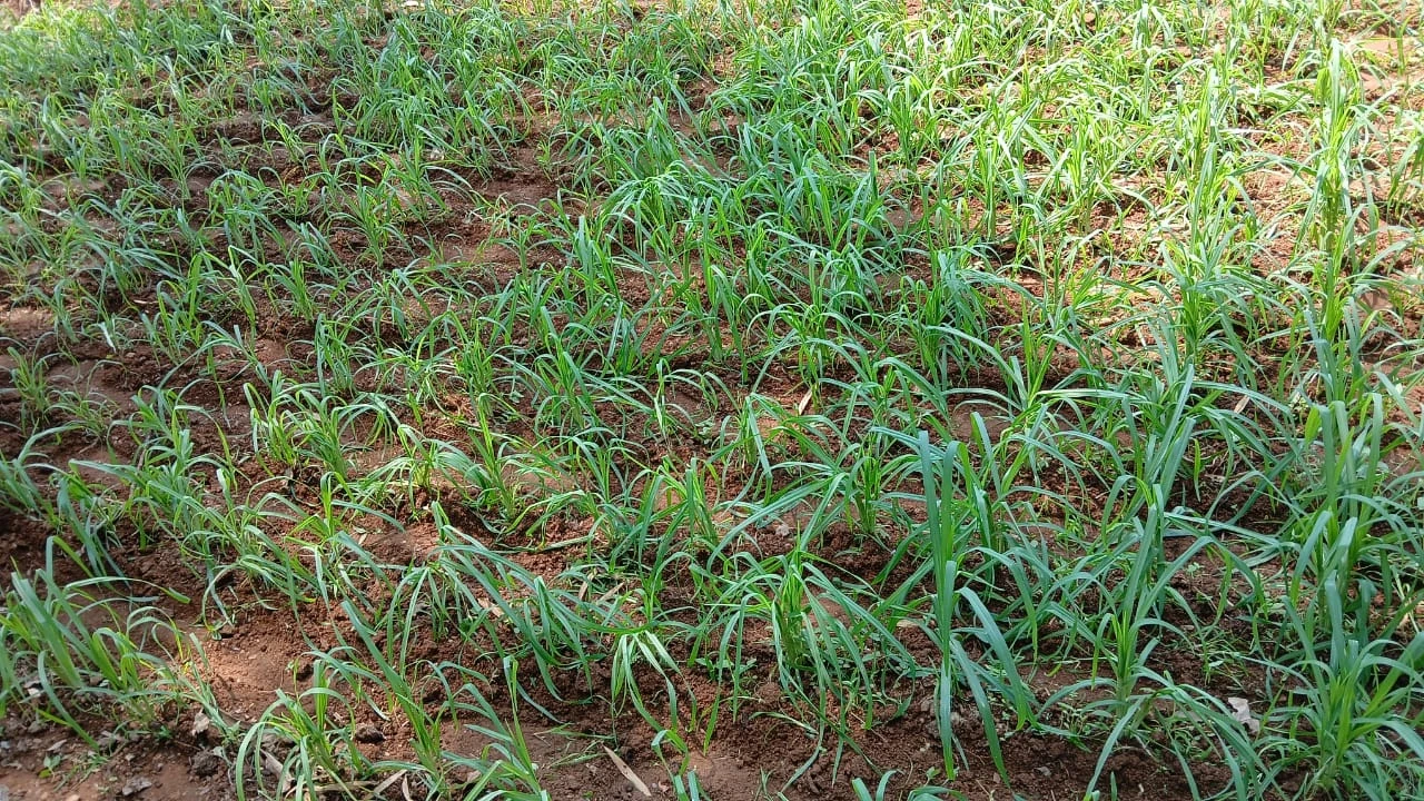Ragi crop in the field