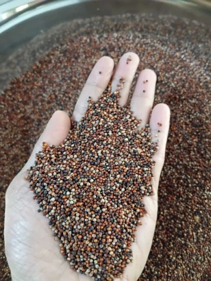 Finger Millet